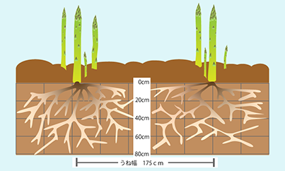 アスパラガスの家庭菜園で大切な土作りと育て方のコツ
