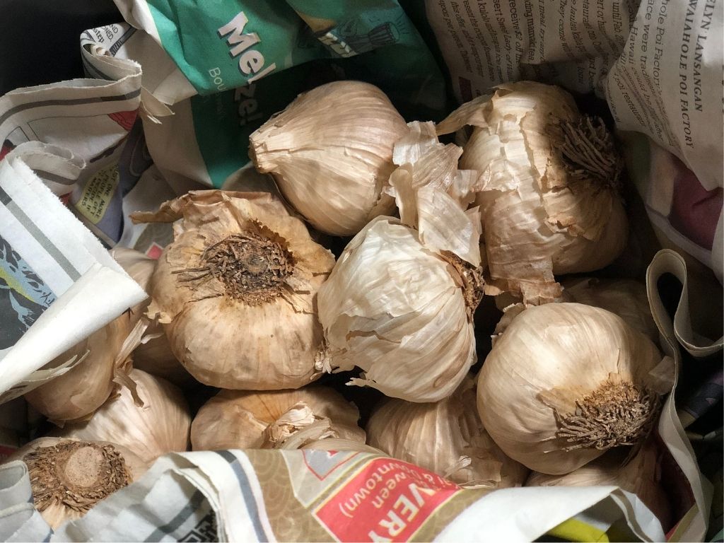 黒にんにくの適切な保存方法とは？保存する際の注意点も紹介お役立ち情報一覧にんにく・黒にんにく通販の岡崎屋