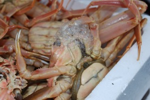 泡を吹くカニ アカテガニ 写真素材6849658- フォトライブラリ