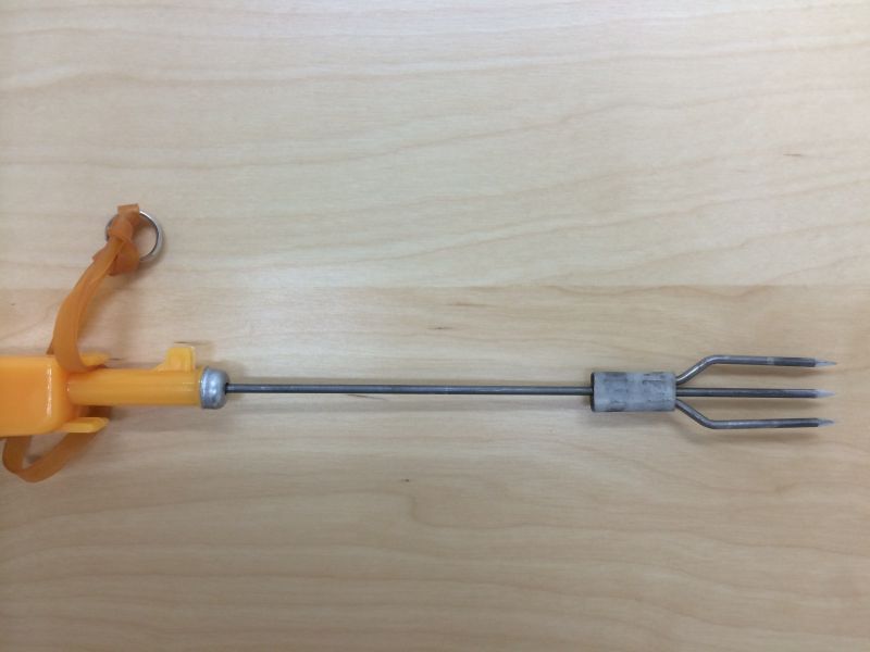 テッポウエビ Alpheus brevicristatus