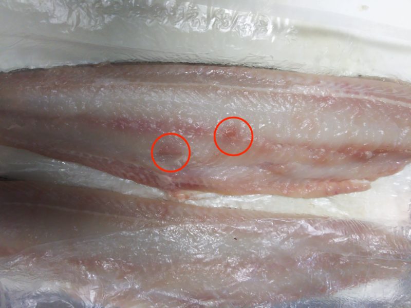 危険 アニサキスが多い魚種ランキング！アニサキスライトで見つけ出せ！ミナギマンの釣りブログ