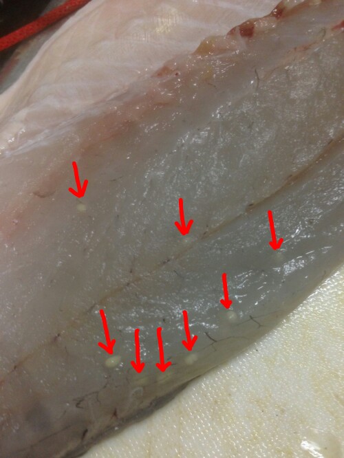 排水路で異常繁殖する「泉の鯛」ナイルティラピアを釣って食べてみた②：刺身で食べてみた野食ハンマープライス
