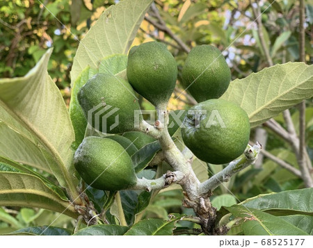 鮮やかな柿の実イラスト素材透過、PNGフリー画像ダウンロード - Pngtree