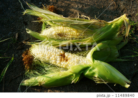 ワケアリお買い得！ムシ喰い被害、チビサイズ、一部未熟。味は正規品同様。害虫被害状態により、皮を剥いて部分カットして、ポリ袋に詰める個体もあり。総重量約3.5キロ。品種、お任せ。：北海道産のその他とうもろこし食べチョク産地直送 産直 お取り寄せ通販