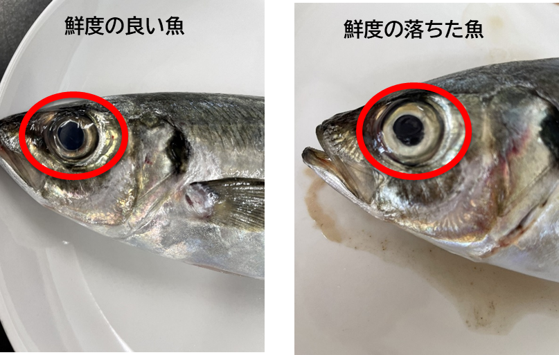 夏に旬の美味しい魚8選!栄養たっぷり&人気の魚介を食べて夏バテを予防しよう - 鈴廣 魚肉たんぱく研究所魚肉タンパク質を中心としたタンパク質を知るための情報と研究サイト