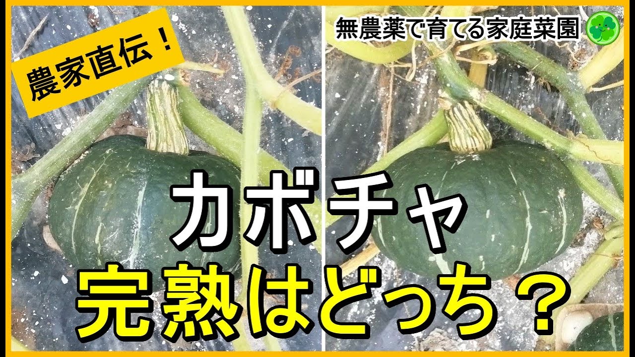 家庭菜園日記：カボチャあまなつブログ