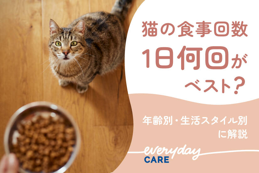 毎日寒い中ご飯場所で待っててくれています。 2025 02 06過酷な外で必死に生きる猫達を守りたい。 ゆか - クラウドファンディングREADYFOR