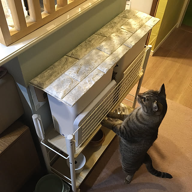 猫にとって最適な『ご飯を食べる場所』3選！選んではいけない場所とは？ねこちゃんホンポ