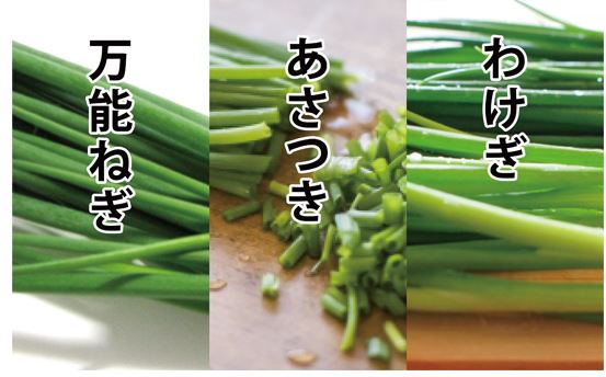 九条ねぎとれたて大百科食や農を学ぶJAグループ