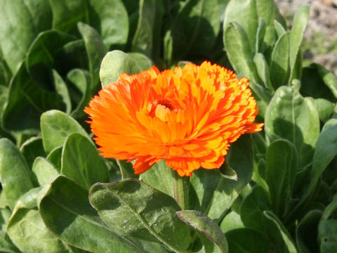 Calendula officinalisが花を咲かせない理由：原因と解決策