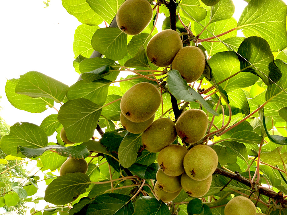 キウイフルーツ育て方OATアグリオ栽培メディア