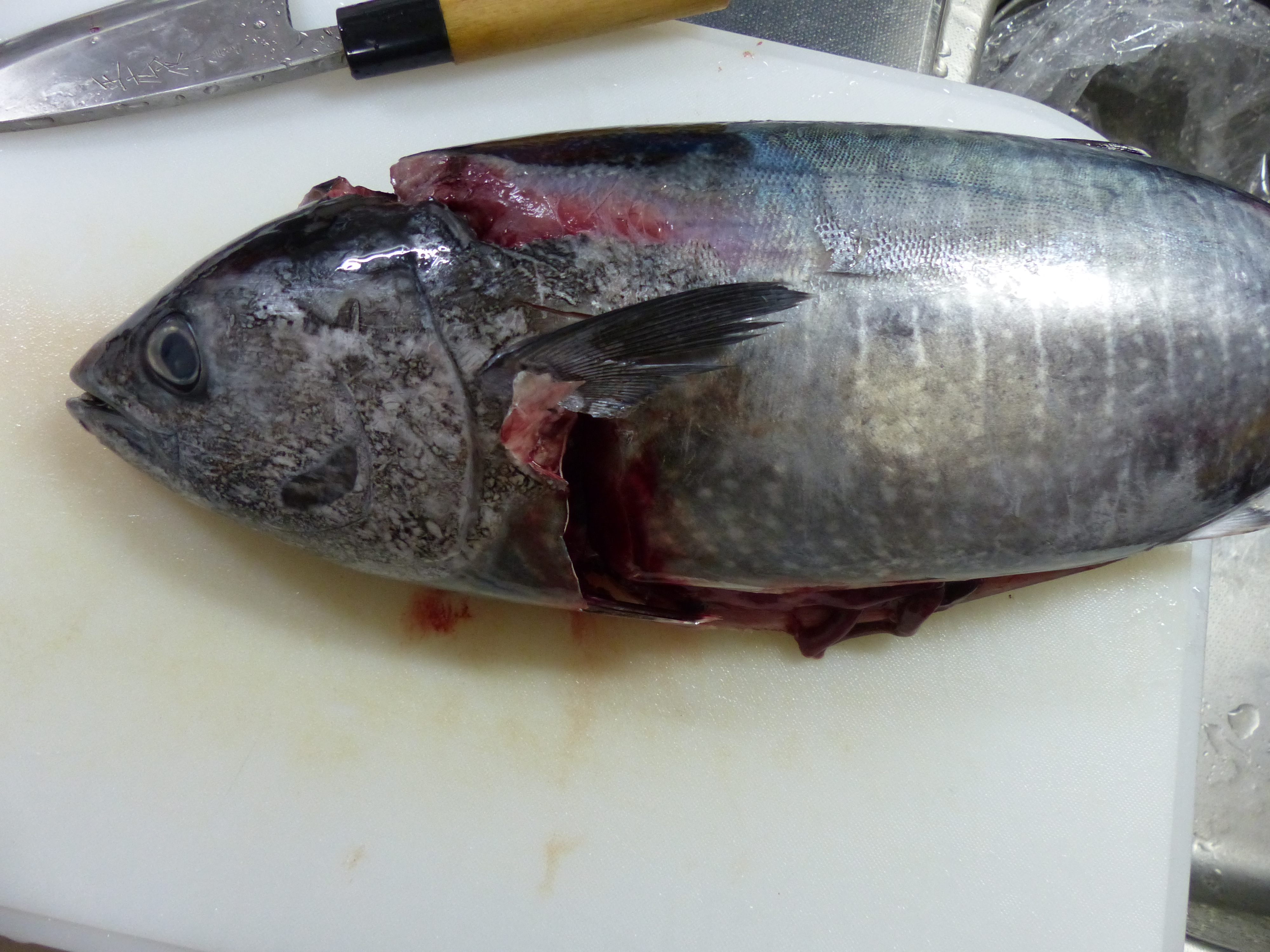 マグロのモニュメント - Picture of Tuna Monument, Setouchi-cho - Tripadvisor