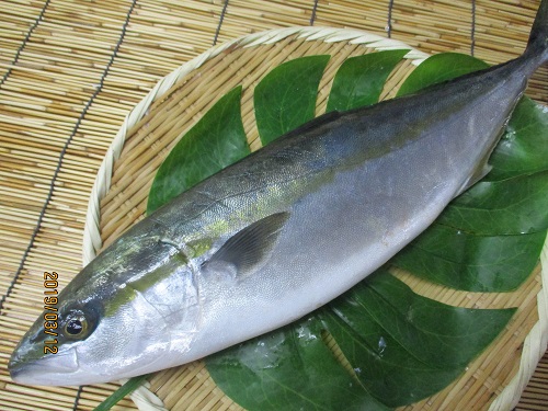 脂の乗ったハマチをサッパリ！◾️ハマチ柚子カルパッチョ 📍住所：大阪府大阪市中央区難波３-4-14 岸田ビル3階Lunch 12:00～15:00Dinner 16:00～翌0:00 📞ご予約はプロフィールリンクから @tottotto_namba難波ディナー 難波ランチ 難波炉端焼き 難波野菜
