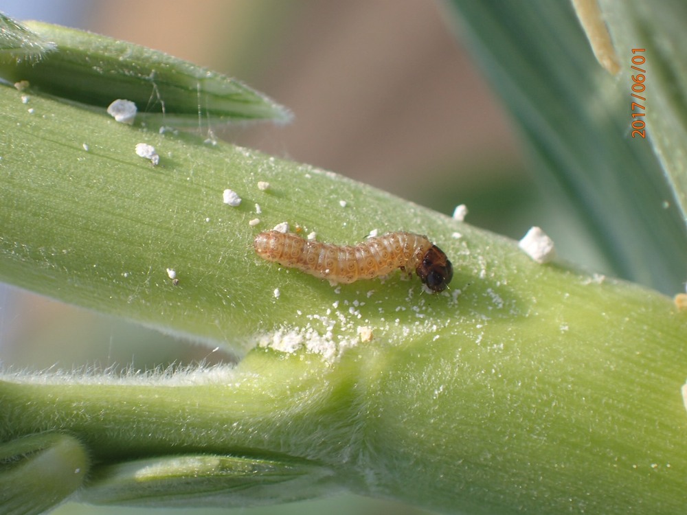 トウモロコシの害虫カメムシの対策は？被害の特徴や見つけ方を紹介🍀GreenSnap グリーンスナップ