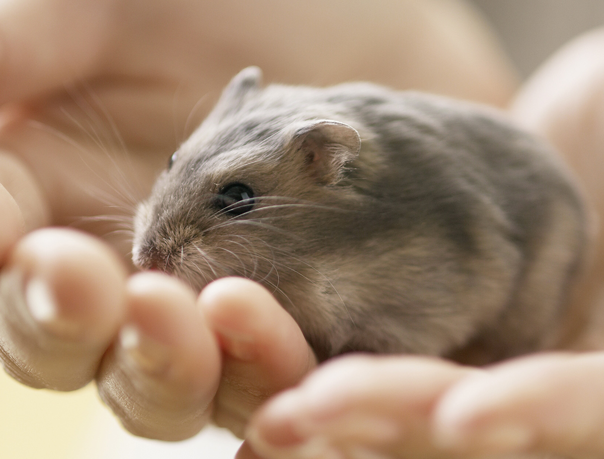 はらのまち動物病院｜ハムスターの健康や病気・治療・手術について