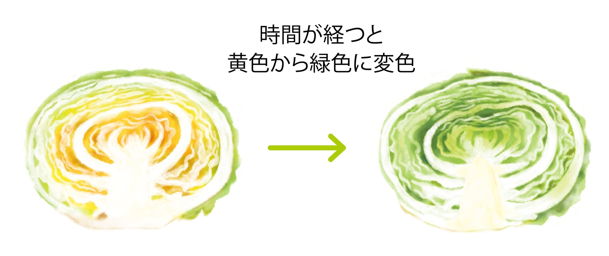 キャベツの栄養価は？保存方法や調理のコツもご紹介！デリッシュキッチン