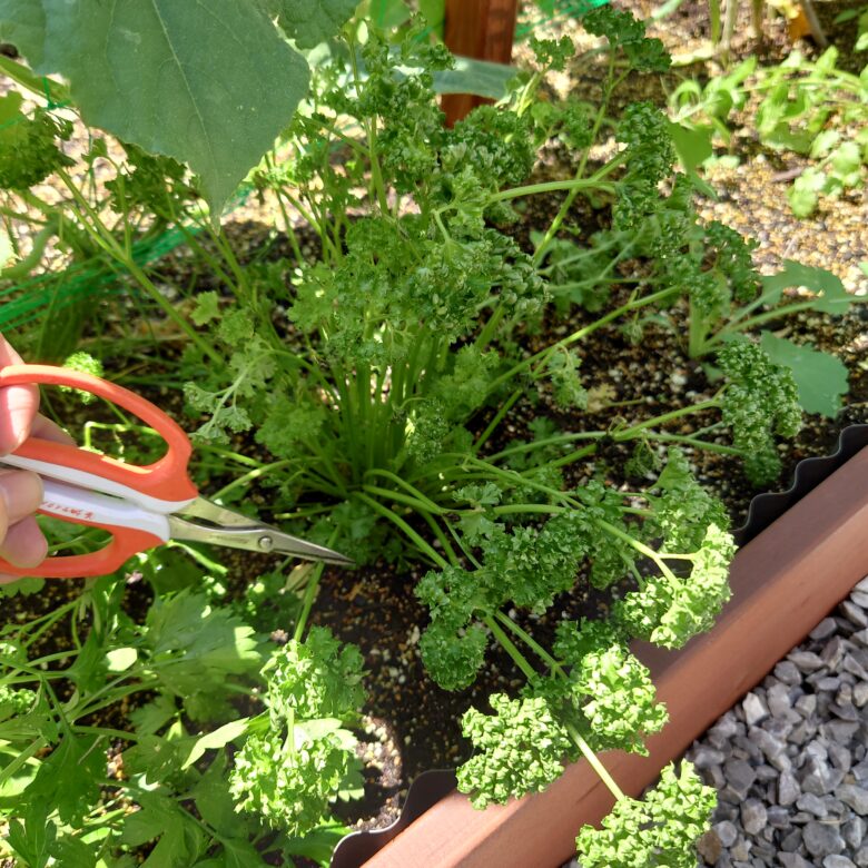 パセリの上手な育て方