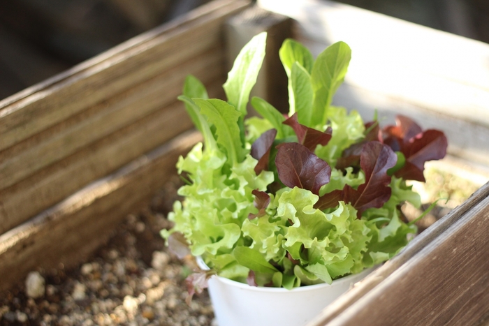 栽培セットベジコンテナ ミニキャロット- 水耕栽培専門店エコゲリラ