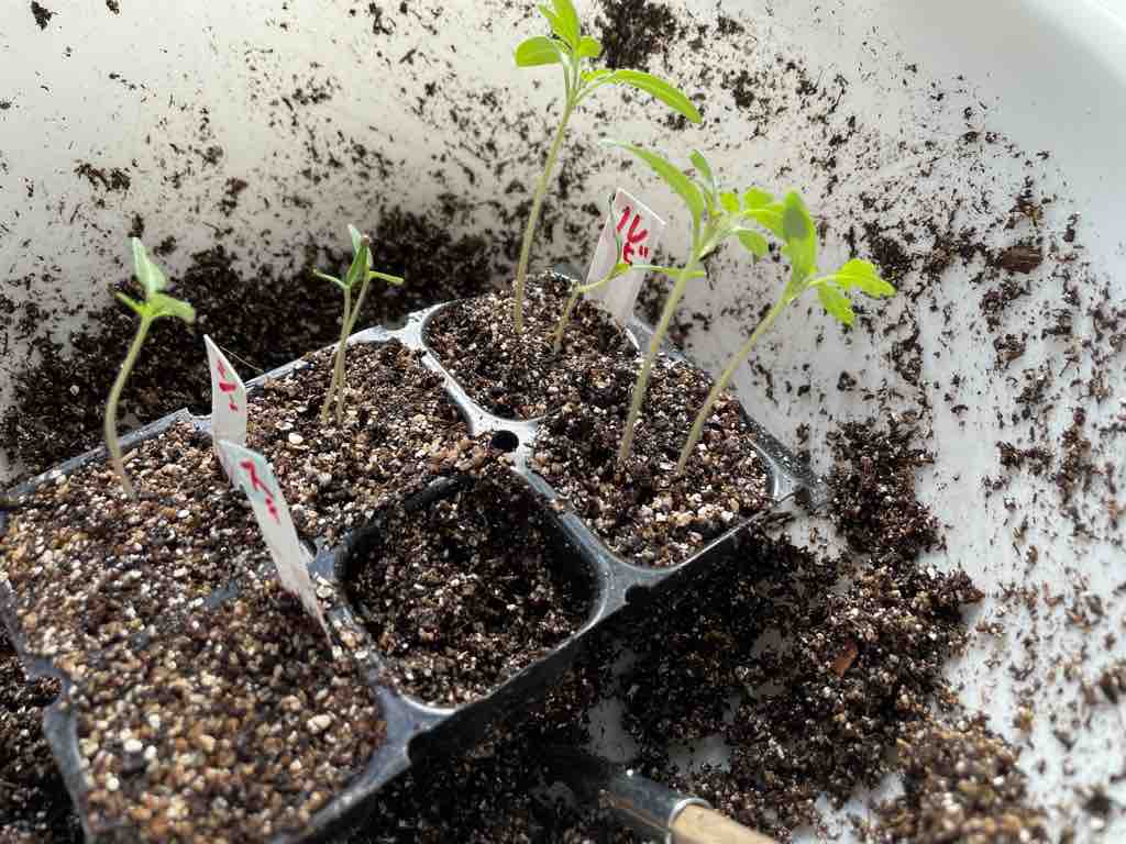 わが家のトウモロコシづくり-４０連結ポットに種を蒔きトンネル内で育苗した後、露地畝に定植します