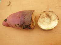 さつまいもが柔らかくなり腐っていた野菜商品Q&Aコープこうべ 商品検査センタ