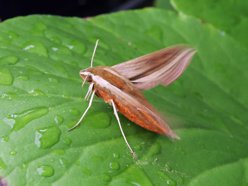 コスズメ その１ 幼虫生きもの雑想記