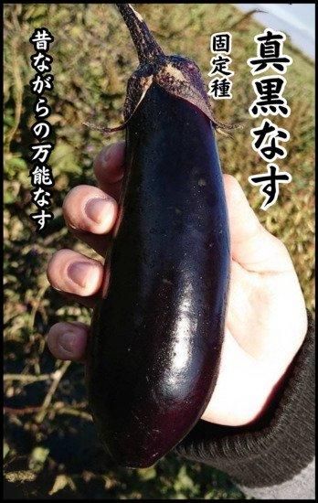 ナス種SL紫水1000粒栽培用 種子 水なす 水茄子 タキイ農林水産省登録品種 品種名：TNA029野菜・果物の種 ,その他の果菜・果実・豆類なら、みつのぶ