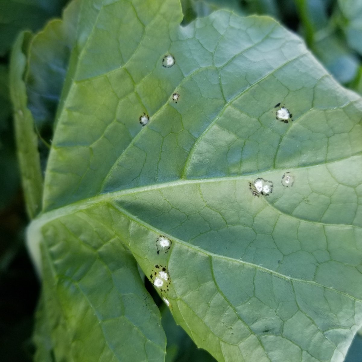 ダイコン白さび病 : キントラ種苗 オフィシャルブログ