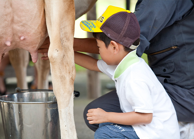 農場で牛の乳搾り、牛乳を注ぐ女の写真素材・画像素材 Image 38163801