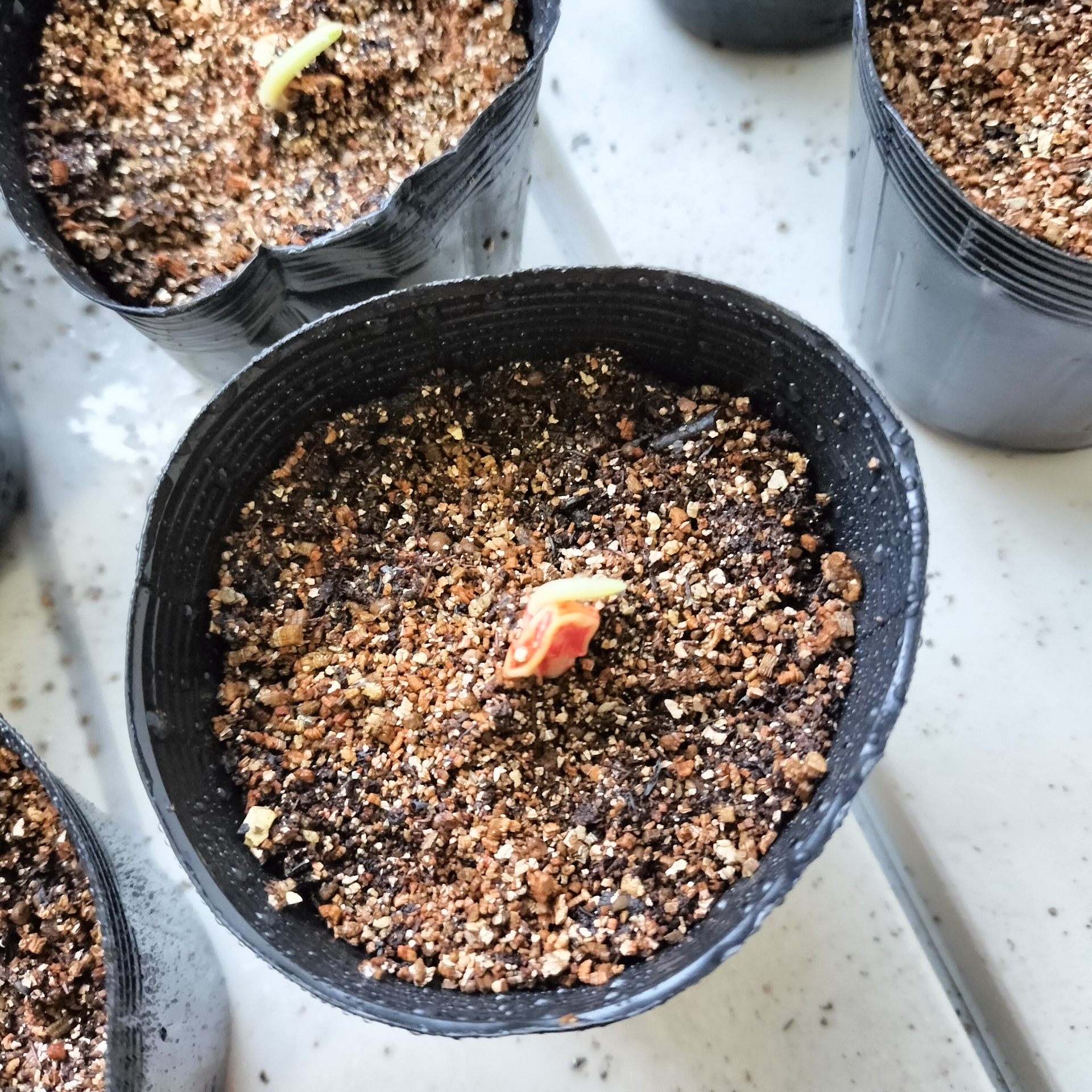 トウモロコシの上手な育て方 種まきから収穫まで完全解説 トウモロコシ栽培のコツとポイントが分かる