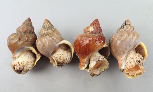 エゾボラ属 つぶ貝 ツブガイ : 旬の魚介百科