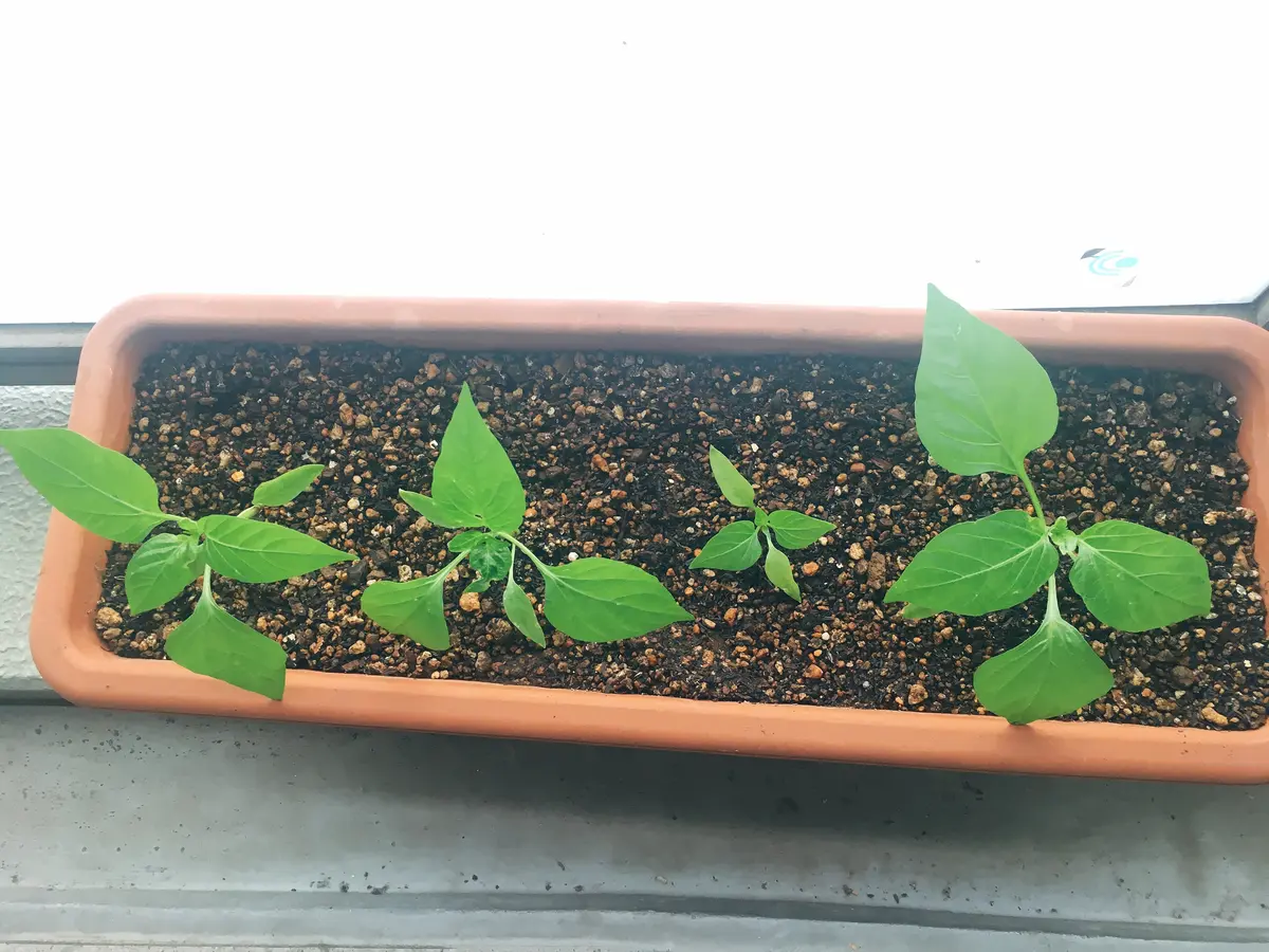 2022黄色パプリカを種まきから育てますそだレポ 栽培レポート byなこぽちみんなの趣味の園芸