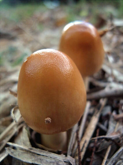 森の中でズキンタケとカバイロツルタケを食べる 20230916