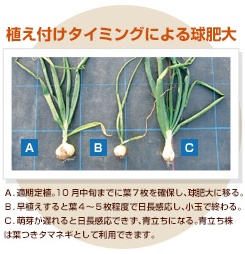 タキイのタマネギ栽培マニュアル野菜栽培マニュアル調べるタキイ種苗株式会社