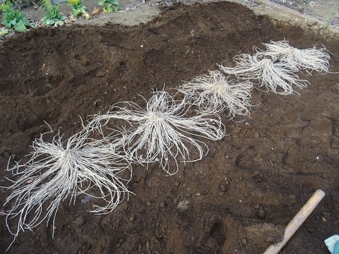 おいしいアスパラガスの育て方 プランターで手軽にできる マイナビ農業