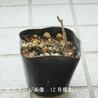 この時期になると山菜が❗️ うちの山にたくさん出てました🎵 大量、大漁😁 20分でこんなに採りました🤚 明日は、天ぷら、おひたし🤤荒代掻き🚜がまだまだ終わらない💦栃木県大田原市水稲荒代掻き🚜山菜タラの芽白木の芽天ぷらおひたし☀夏日