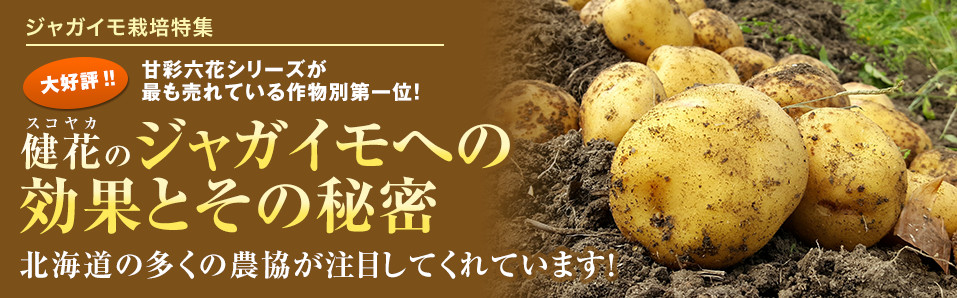 翔栄ファーム秋の新じゃが出島について定植・発芽・土寄せ
