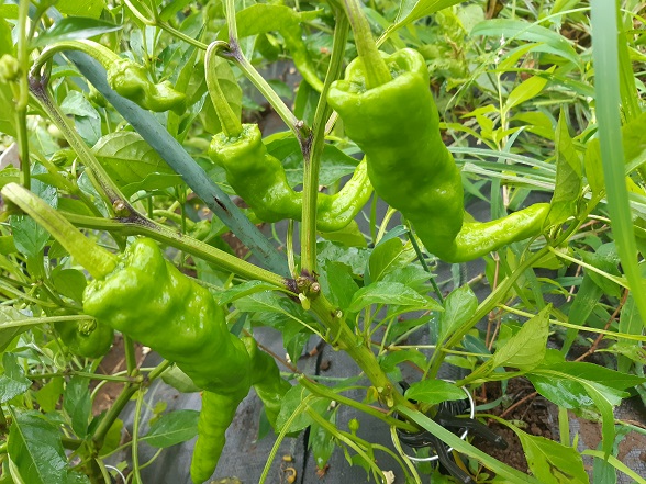 甘長唐辛子と玉ねぎのソース炒め