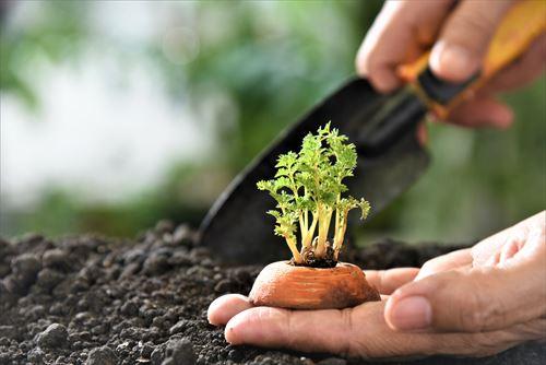 黒田五寸人参 – 商品別育て方情報 ニチノウのタネ