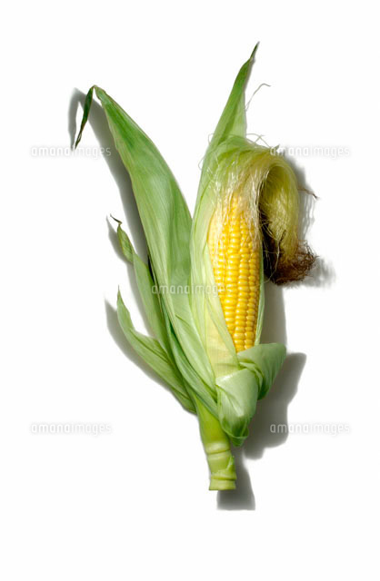 トウモロコシの種類一覧 美味しいのはどれ?人気の全41品種まとめ│ご当地風土