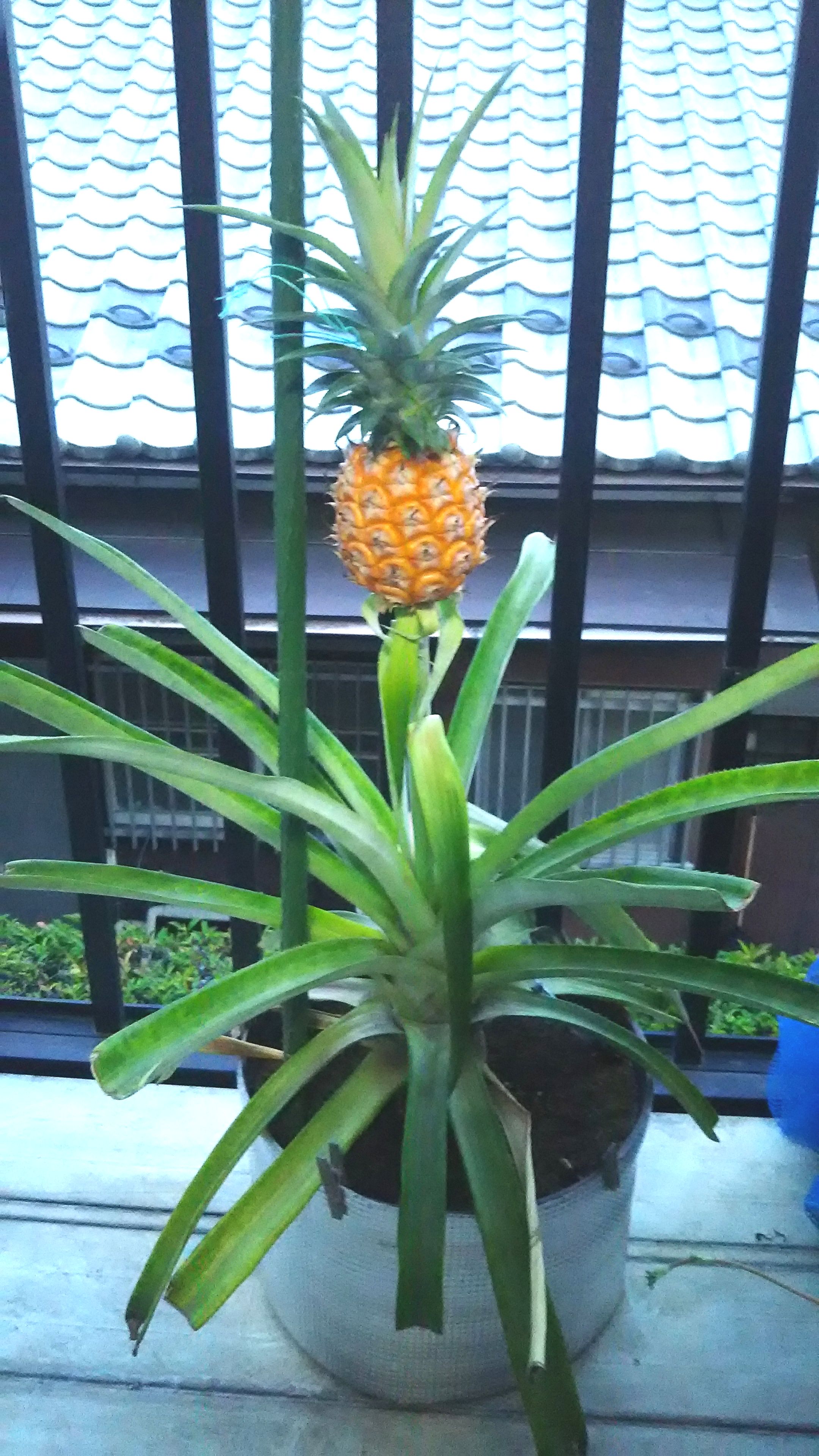 購入したパイナップルの果実の上についている葉を植えると、また果実がなると聞いたのですが、どのようにしたらよいですか。『あさひかわの公園』 -公益財団法人旭川市公園緑地協会