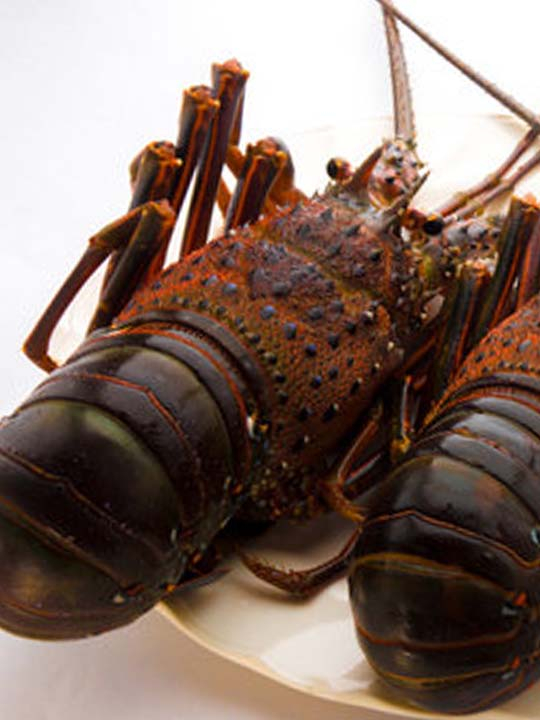 セミのような姿の高級エビ怪魚の食卓66怪魚の食卓dancyuダンチュウ食こそエンターテインメント