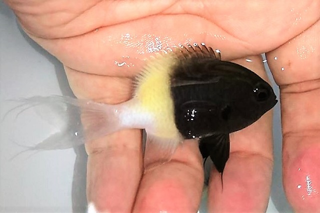 遅くなりましたがアクアテイラーズサッポロファクトリー店海水・パルダブログ