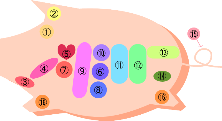 豚肉の部位別の特徴は？気になるカロリー・脂質などを比較してみよう 管理栄養士監修kufura クフラ 小学館公式