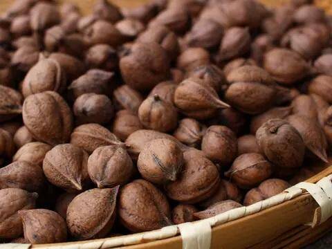 カシグルミ・オニグルミ・ヒメグルミ・サワグルミの違いは？似た種類の見分け方を解説！硬い果実はリスとネズミ専用に進化していた！？Ecological Notes Web