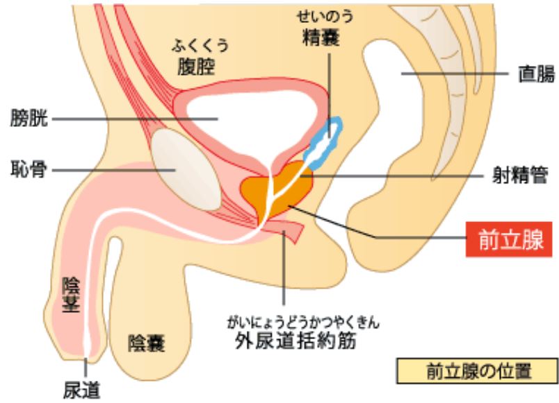 セックス以外でうっかり勃っちゃったのはどんなとき？男子が体は正直だと感じた瞬間♡ | ファッションメディア