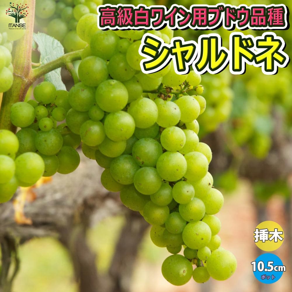 白ワインの代表品種「シャルドネ」を徹底解説 ぶどう品種を学ぶvol.1– ワインやワインイベントの総合サイトVINOTERAS ヴィノテラス