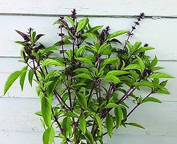 楽天市場 タイバジル ホーラパー有機ハーブ種子固定種 ORGENIC SEED Thai Basil Horapha: ハーブティー専門店e-ティザーヌ