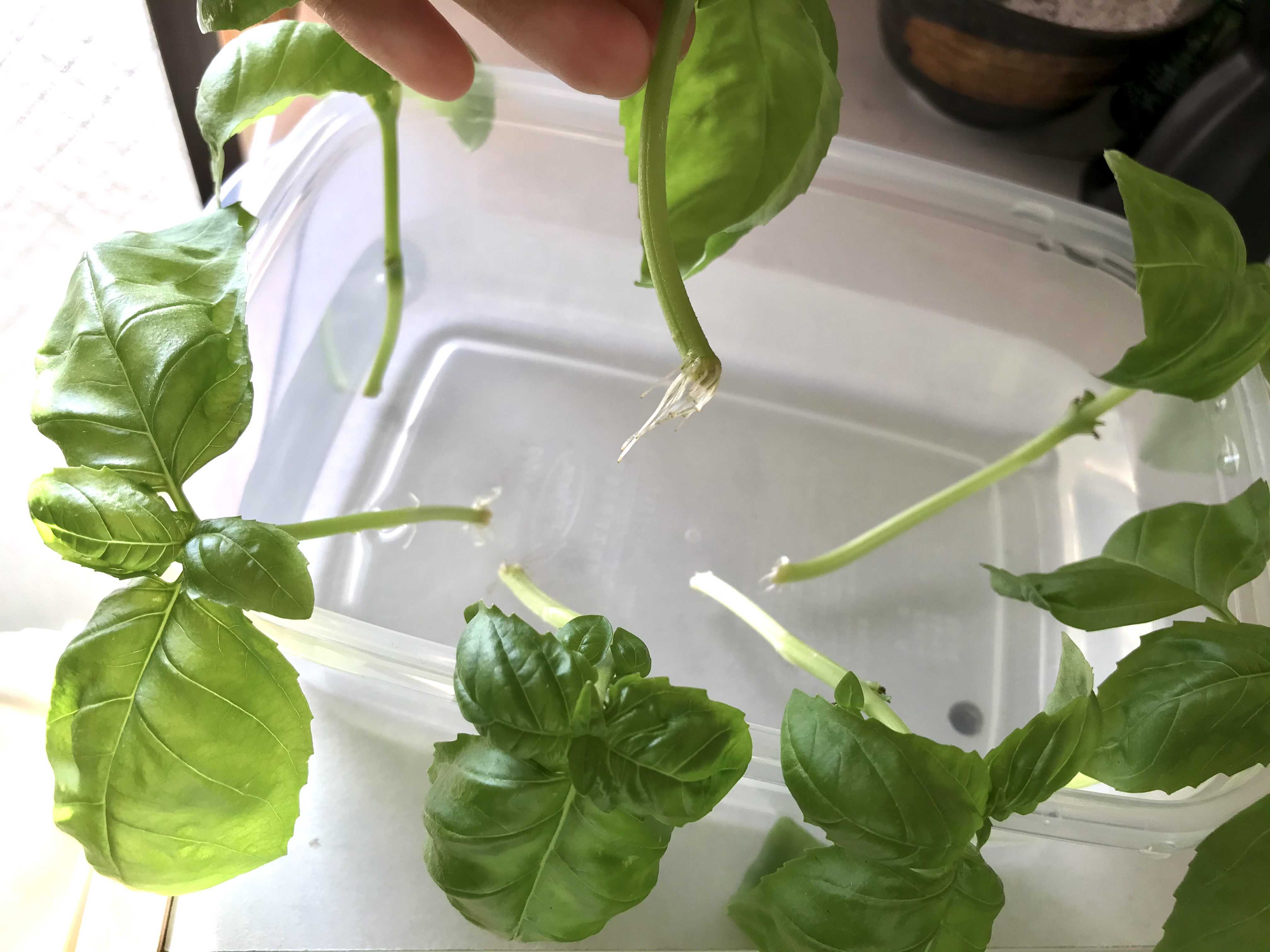 バジルに水をやり挿し木用のバジルを水につけました - CAMPFIREキャンプファイヤー