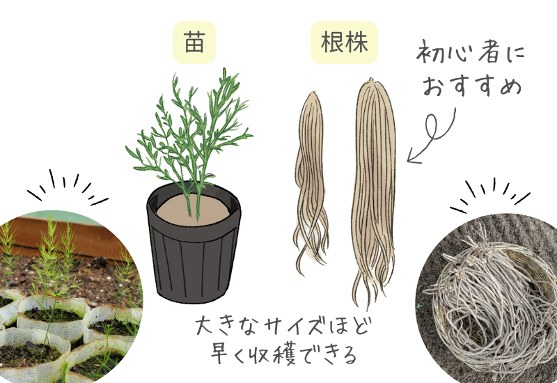 アスパラ家庭菜園のススメJAしみず