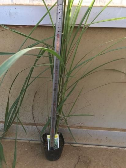 国華園オンラインショップハーブ苗 レモングラス 3～3.5号ポット 1株